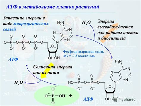 АТФ: универсальная форма энергии для работы клеток