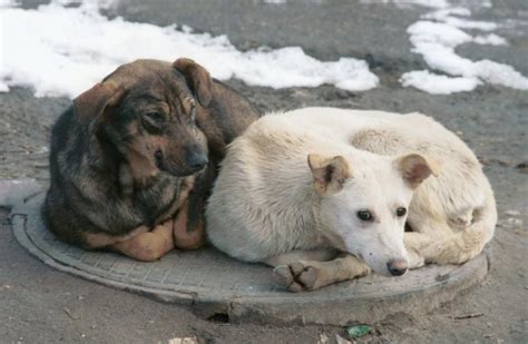 Адаптация и устройство бездомных собак