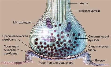 Аксон и синапсы