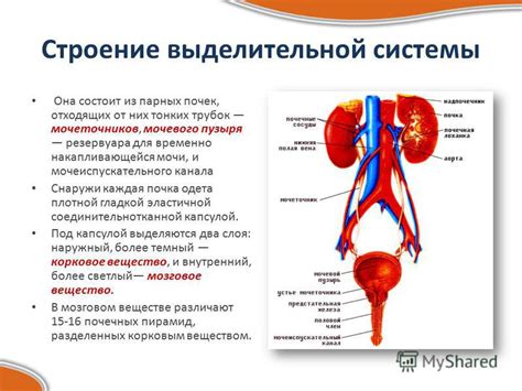 Активация выделительной системы