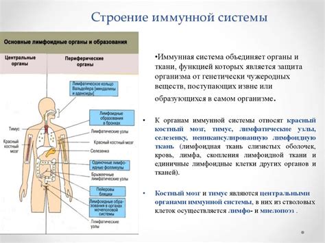 Активация и поддержка иммунной системы