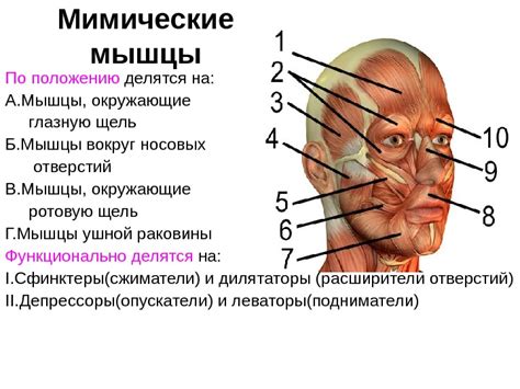 Активация мимических мышц