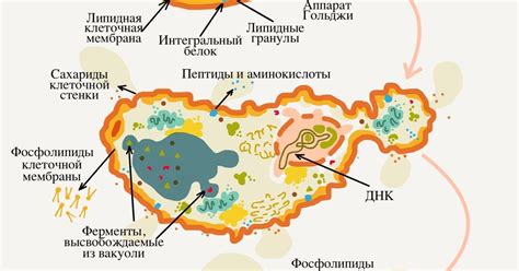 Активизация дрожжей