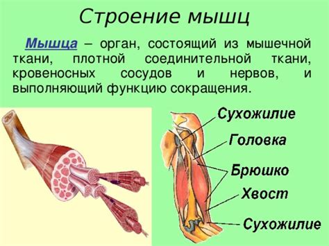 Активное движение и развитие мышц: