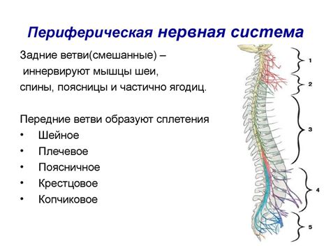 Активность нервной системы не относится к психическому процессу