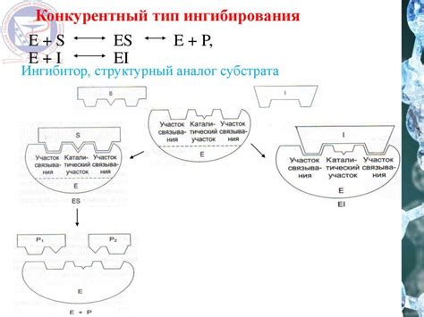 Активность ферментов и их влияние на цвет волос