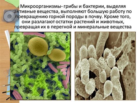 Активные микроорганизмы и насекомые