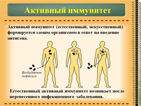 Активный и пассивный иммунитет: в чем разница?