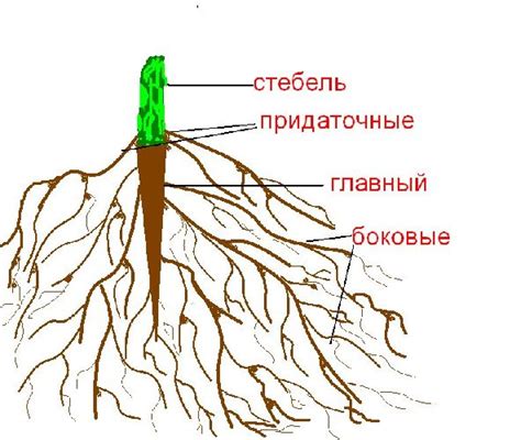 Активный рост корневой системы