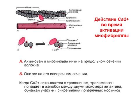 Актиновая и миозиновая системы: двигательная сила амебы