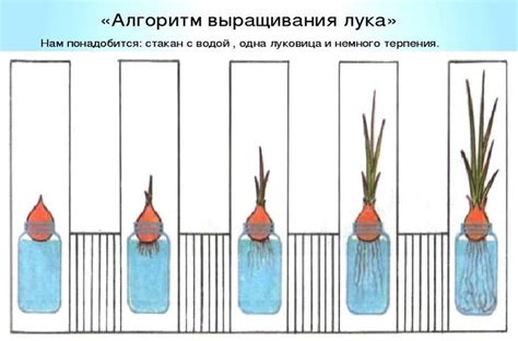 Алгоритм просушки лука дома