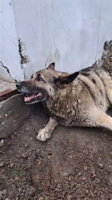 Алергические реакции и отравление у собак