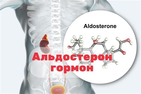 Альдостерон: функции и значение