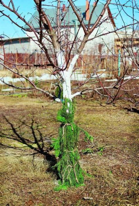 Альтернативные способы защиты яблони