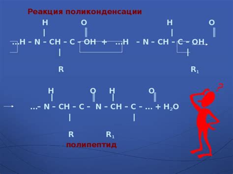 Аминокислоты: краткий обзор и значение