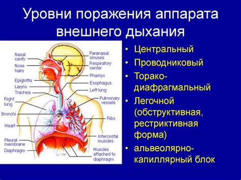 Анализ дыхательной системы