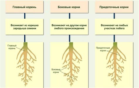 Анализ корневой системы