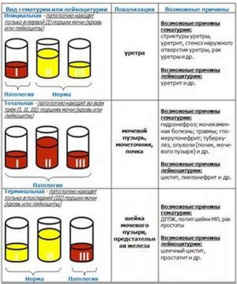 Анализ мочи кобылы для определения жеребости