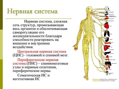 Анализ структуры и функций малоподвижной нервной системы