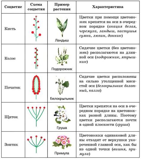 Анализ физиологических особенностей цветка