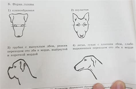 Анализ формы головы собаки на экзамене ОГЭ