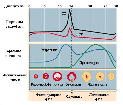 Анализ эффектов ПГМ на уровень гормонов