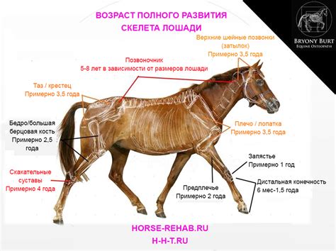 Аналогия с дремотой у лошадей