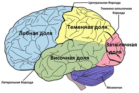 Анатомические особенности мозга: