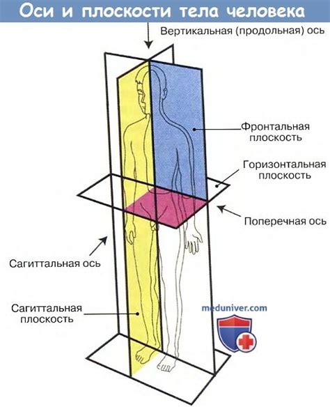 Анатомические различия