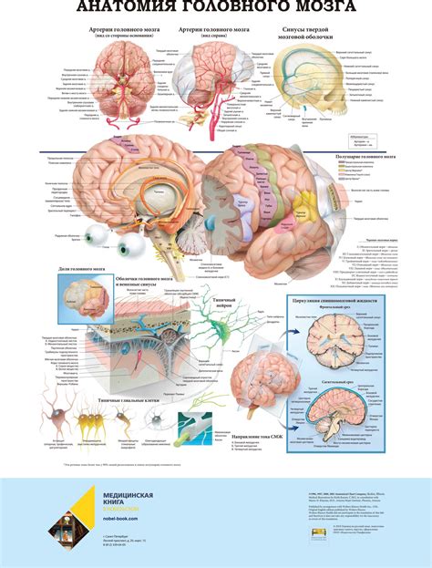 Анатомический обзор головного мозга