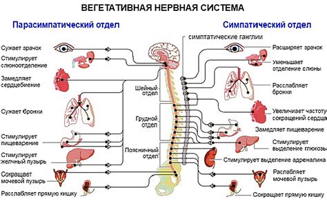 Анатомическое и физиологическое развитие видов