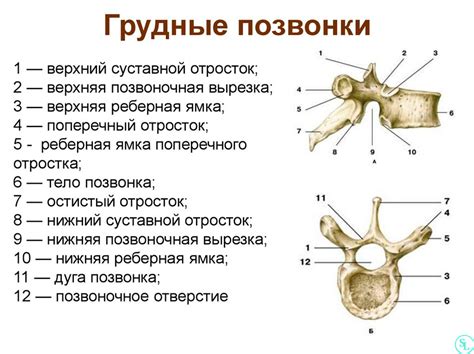 Анатомическое расположение грудных позвонков