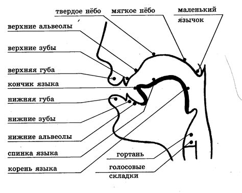 Анатомическое строение голосового отдела речевого аппарата