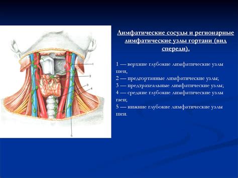 Анатомическое строение паравертебральных мягких тканей