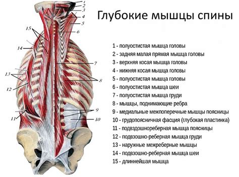 Анатомия женской спины