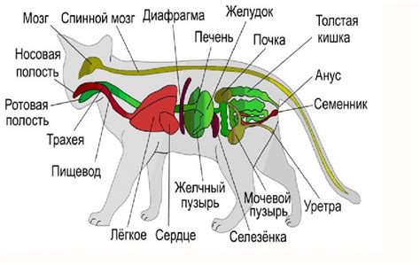 Анатомия и состав свиных щечек