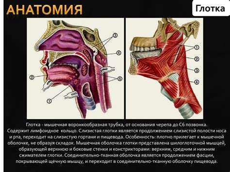 Анатомия и физиология гортани