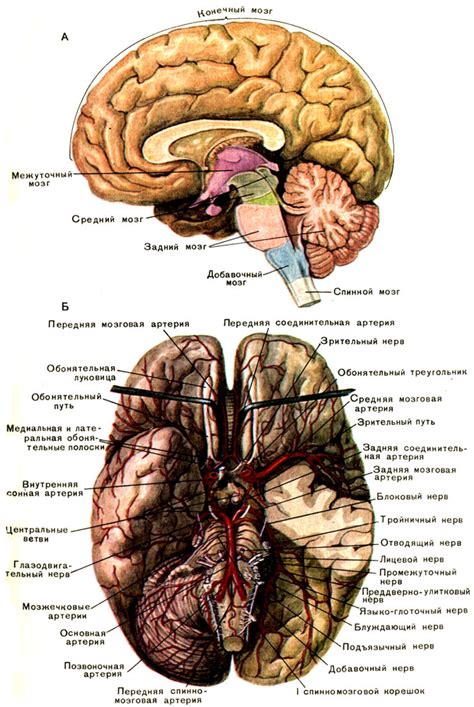 Анатомия и физиология мозга