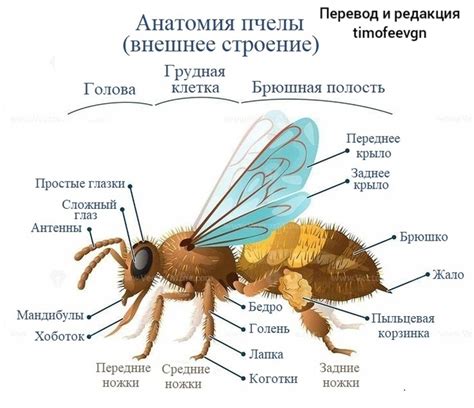 Анатомия и физиология пчелы