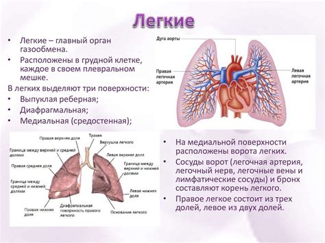 Анатомия и функции легких