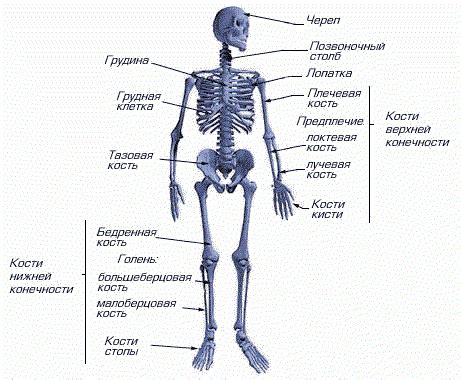 Анатомия костей в человеческом организме