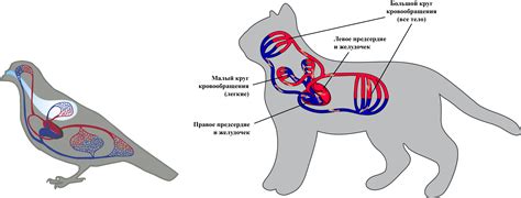 Анатомия кровеносной системы у млекопитающих