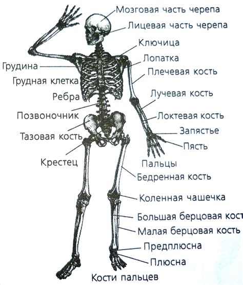 Анатомия скелета человека