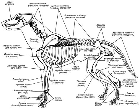 Анатомия собаки