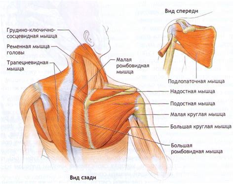 Анатомия шеи и плечей