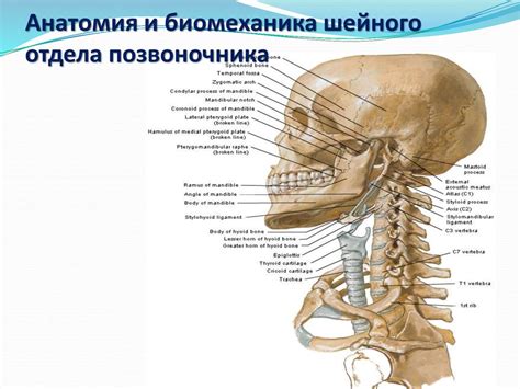 Анатомия шейного позвоночника