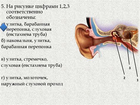 Аномалии структуры уха