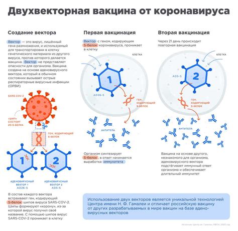 Антирозеола-ИгГ: принцип действия и значение