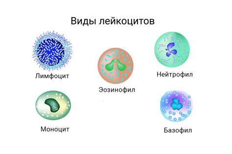 Антитела и иммунные клетки