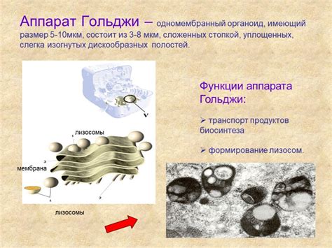 Аппарат Гольджи в клетке растения